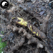 Chuan Shan Long 穿山龍, Japanese Yam Rhizome, Rhizoma Dioscoreae Nipponicae-Health Wisdom™