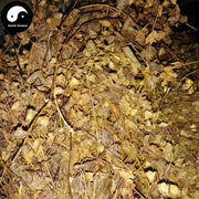 Chuan Xin Cao 穿心草, Common Canscora Herb, Herba Canscorae Lucidissimae, Chuan Qian Cao-Health Wisdom™