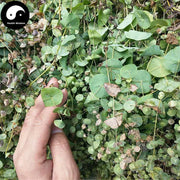 Chuan Xin Cao 穿心草, Common Canscora Herb, Herba Canscorae Lucidissimae, Chuan Qian Cao-Health Wisdom™