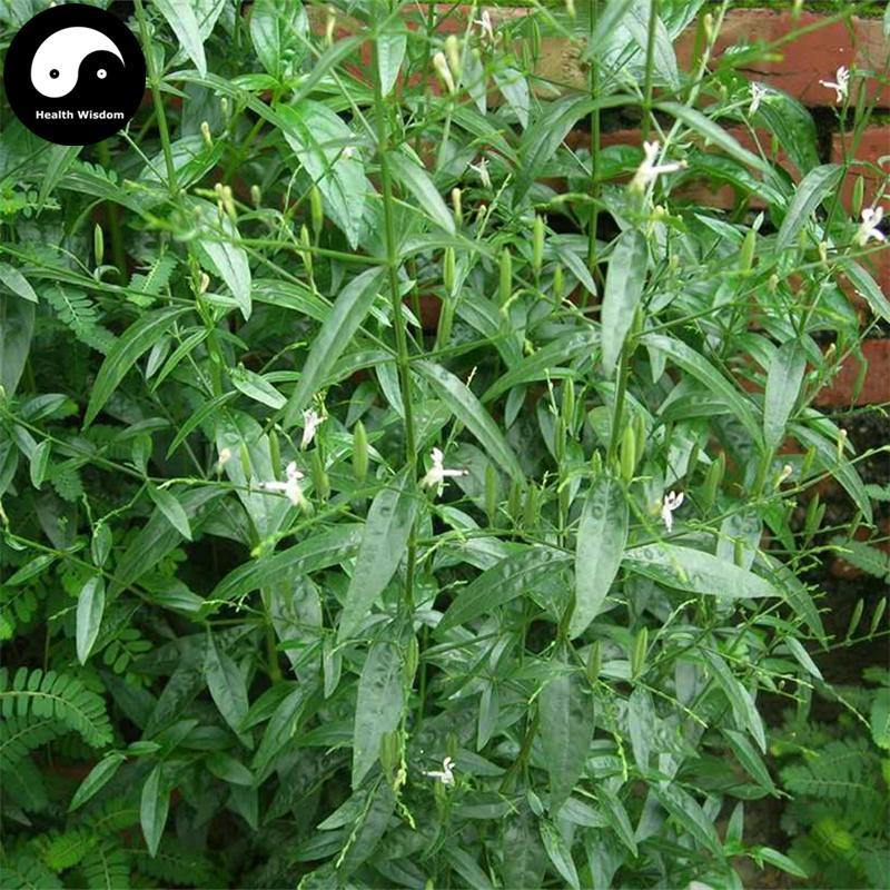 Chuan Xin Lian 穿心蓮, Herba Andrographis, Common Andrographis Herb, Ku Dan Cao-Health Wisdom™