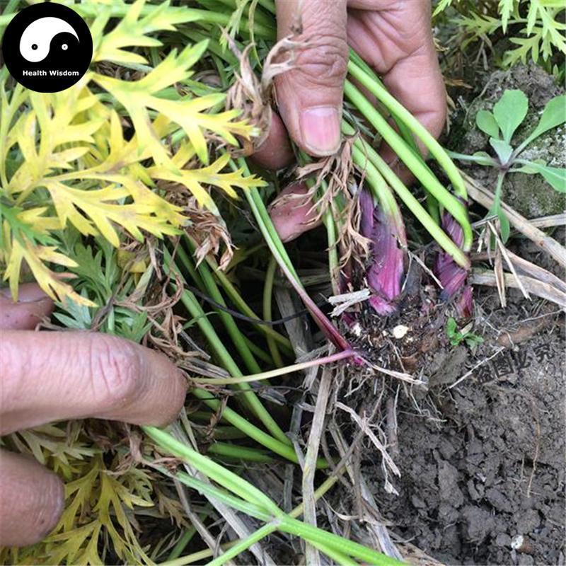 Chuan Xiong 川芎, Szechuan Lovage Rhizome, Rhizoma Ligusticum Chuanxiong-Health Wisdom™