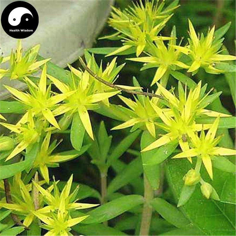 Chui Pen Cao 垂盆草, Stringy Stonecrop Herb, Herba Sedi Sarmentosi, Sedum Sarmentosum Bunge-Health Wisdom™