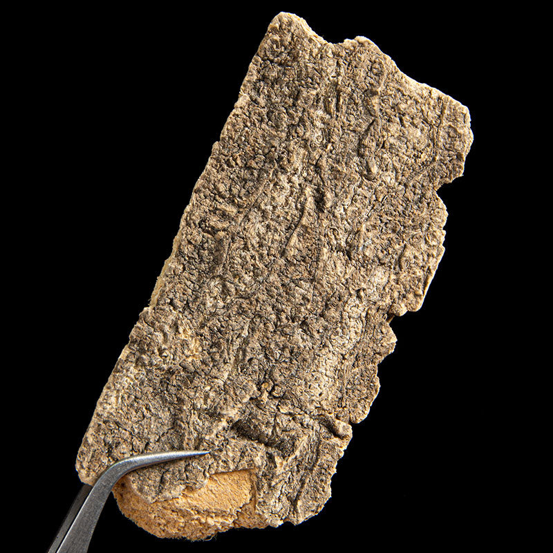Chun Gen Pi 椿根皮, Ailanthus Altissima Bark, Chun Shu Pi, Cortex Ailanthi-Health Wisdom™
