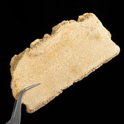 Chun Gen Pi 椿根皮, Ailanthus Altissima Bark, Chun Shu Pi, Cortex Ailanthi-Health Wisdom™