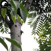 Chun Gen Pi 椿根皮, Ailanthus Altissima Bark, Chun Shu Pi, Cortex Ailanthi-Health Wisdom™