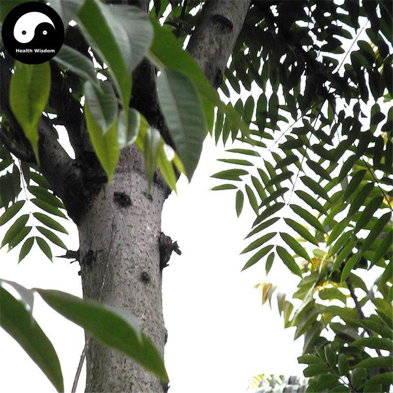 Chun Gen Pi 椿根皮, Ailanthus Altissima Bark, Chun Shu Pi, Cortex Ailanthi-Health Wisdom™