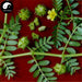 Ci Ji Li 刺蒺藜, Baked Tribulus Terrester, Bai Ji Li, Fructus Tribuli-Health Wisdom™