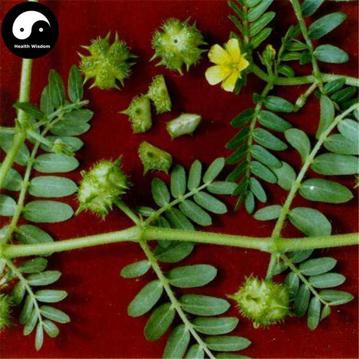 Ci Ji Li 刺蒺藜, Raw Tribulus Terrester, Bai Ji Li, Fructus Tribuli-Health Wisdom™