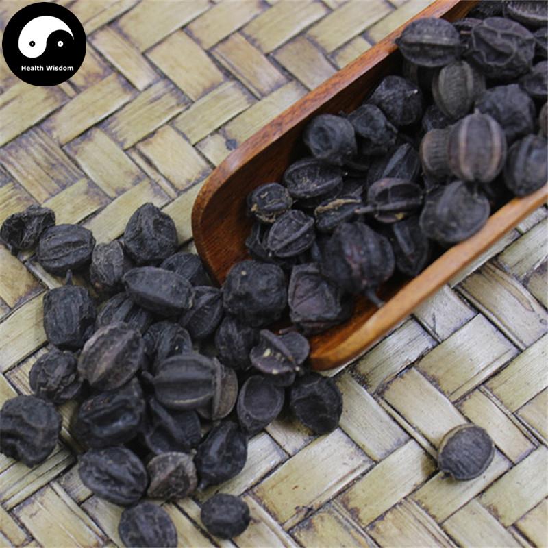 Ci Wu Jia 刺五加, Fruit Acanthopanax Senticosus, Acanthopanax Seeds-Health Wisdom™