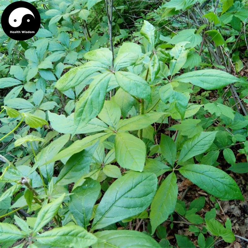 Ci Wu Jia Gen 刺五加根, Radix Acanthopanacis Senticosi, Acanthopanax Root-Health Wisdom™