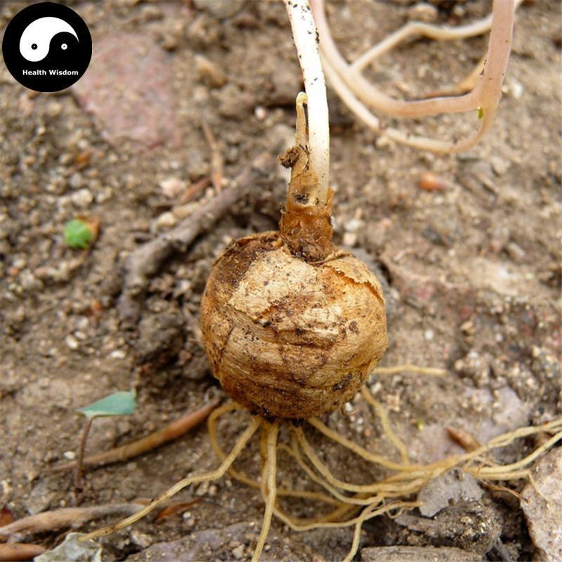 Cu Yan Hu Suo 醋延胡索, Rhizoma Corydalis Vinegar Processed, Yuan Hu, Xuan Hu Suo-Health Wisdom™