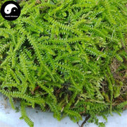 Cui Yun Cao 翠雲草, Uncinata Spikemoss Herb, Herba Selaginellae Uncinatae, Di Bai Ye-Health Wisdom™