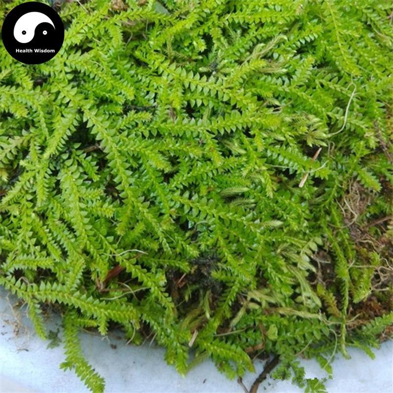 Cui Yun Cao 翠雲草, Uncinata Spikemoss Herb, Herba Selaginellae Uncinatae, Di Bai Ye-Health Wisdom™