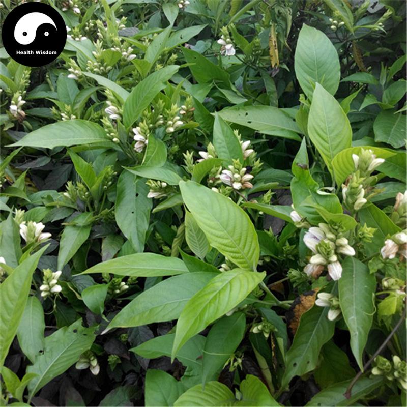 Da Bo Gu Dan 大驳骨丹, Herba Gendarussa Ventricosa-Health Wisdom™