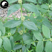 Da Fei Yang Cao 大飛揚草, Herba Euphorbiae Hirtae, Garden Euphorbia Herb-Health Wisdom™