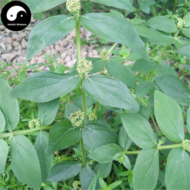 Da Fei Yang Cao 大飛揚草, Herba Euphorbiae Hirtae, Garden Euphorbia Herb-Health Wisdom™