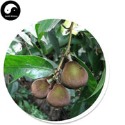 Da Feng Zi 大風子, Ma Feng Zi, Chaulmoogratree Seed, Semen Hydnocarpi-Health Wisdom™