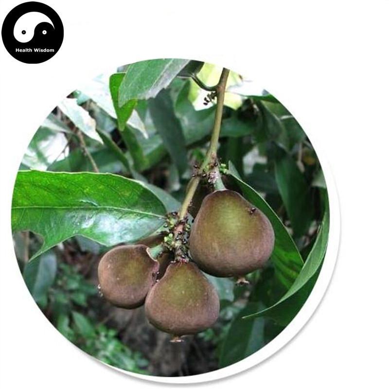 Da Feng Zi 大風子, Ma Feng Zi, Chaulmoogratree Seed, Semen Hydnocarpi-Health Wisdom™
