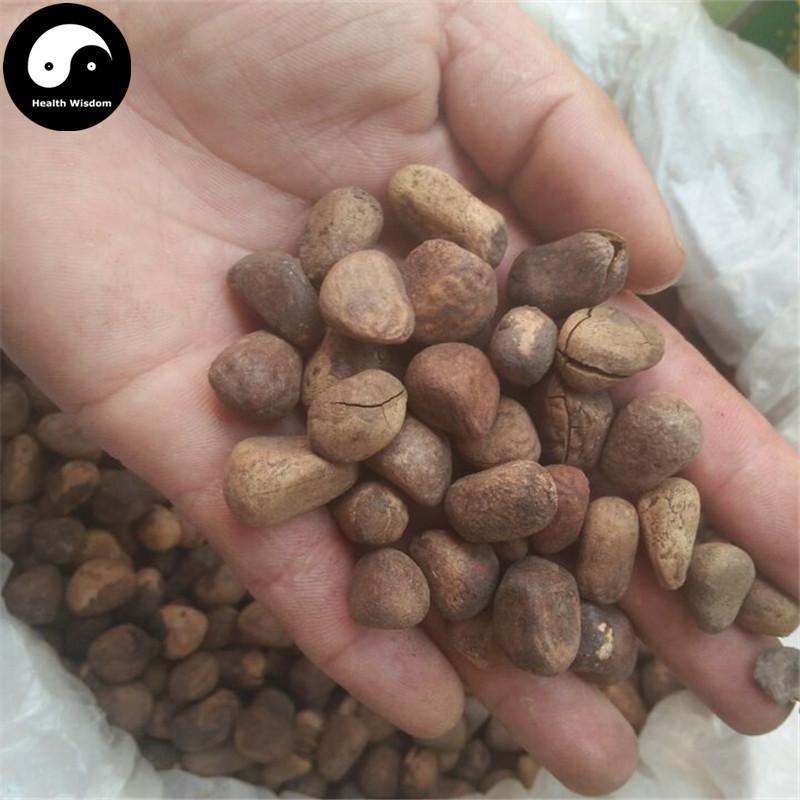 Da Feng Zi 大風子, Ma Feng Zi, Chaulmoogratree Seed, Semen Hydnocarpi-Health Wisdom™