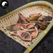 Da Fu Pi 大腹皮, Pericarpium Arecae, Areca Peel, Da Fu Mao, Bing Lang Pi-Health Wisdom™