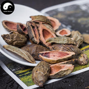Da Fu Pi 大腹皮, Pericarpium Arecae, Areca Peel, Da Fu Mao, Bing Lang Pi-Health Wisdom™