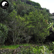 Da Hong Pao 大红袍 Wu Yi Oolong Tea Red Robe Wulong Cha-Health Wisdom™