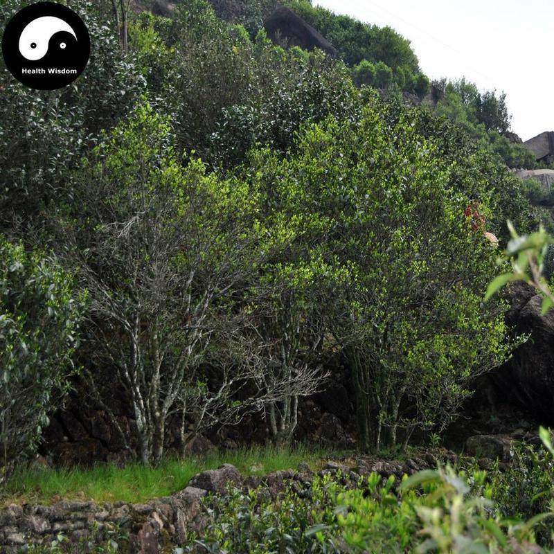 Da Hong Pao 大红袍 Wu Yi Oolong Tea Red Robe Wulong Cha-Health Wisdom™