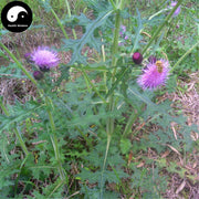 Da Ji 大薊, Herba Cirsii Japonici, Japanese Thistle Herb, Cirsium Japonicum-Health Wisdom™