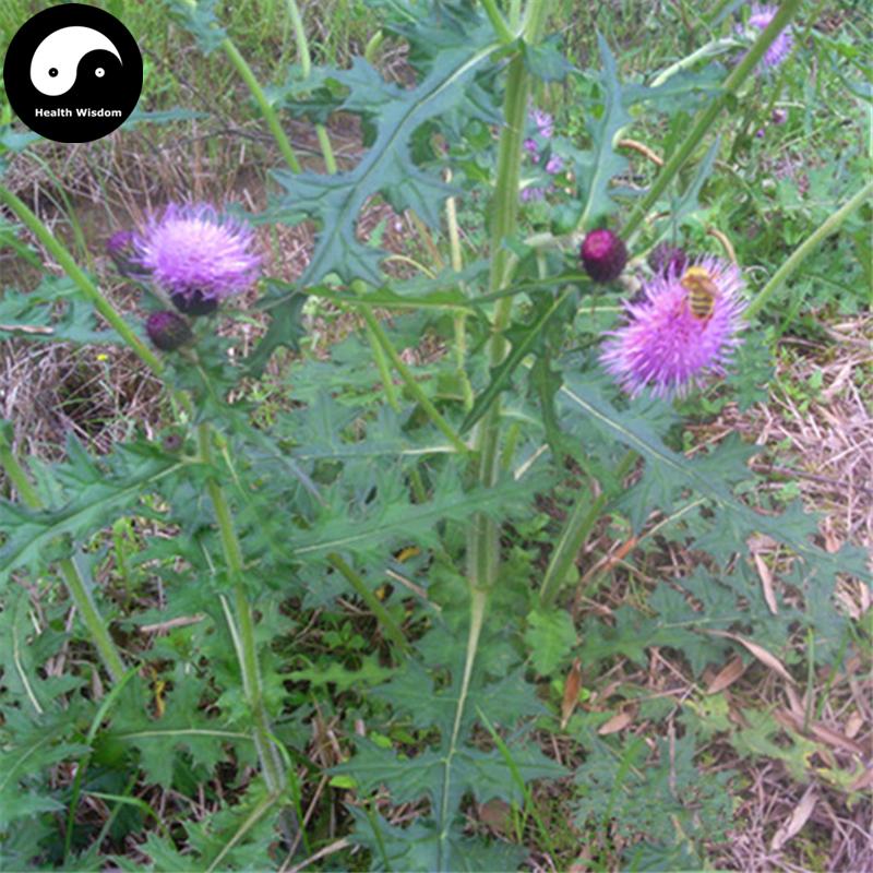 Da Ji 大薊, Herba Cirsii Japonici, Japanese Thistle Herb, Cirsium Japonicum-Health Wisdom™