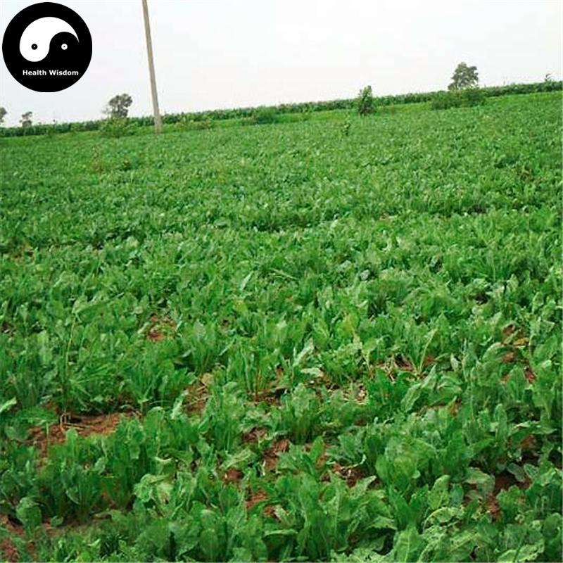 Da Qing Ye 大青葉, Folium Isatidis, Indigowoad Leaf-Health Wisdom™