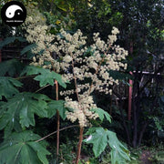 Da Tong Cao 大通草, Tetrapanax Papyriferus, Medulla Tetrapanacis, Ricepaperplant Pith, Bai Tong Cao-Health Wisdom™