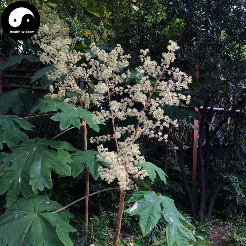 Da Tong Cao 大通草, Tetrapanax Papyriferus, Medulla Tetrapanacis, Ricepaperplant Pith, Bai Tong Cao-Health Wisdom™