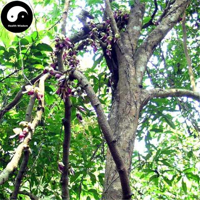 Da Xue Teng 大血藤, Caulis Sargentodoxae, Hong Teng, Sargentgloryvine Stem-Health Wisdom™