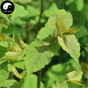 Da Ye She Zong Guan 大叶蛇总管, Herba Isodon Neruosurs, Shan Bo He, Lan Hua Chai Hu-Health Wisdom™