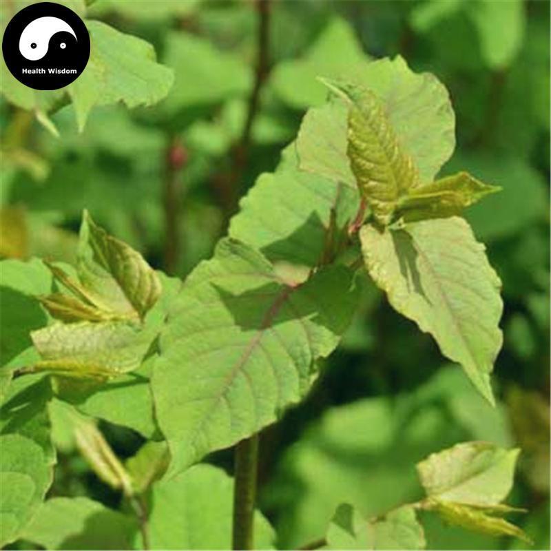 Da Ye She Zong Guan 大叶蛇总管, Herba Isodon Neruosurs, Shan Bo He, Lan Hua Chai Hu-Health Wisdom™