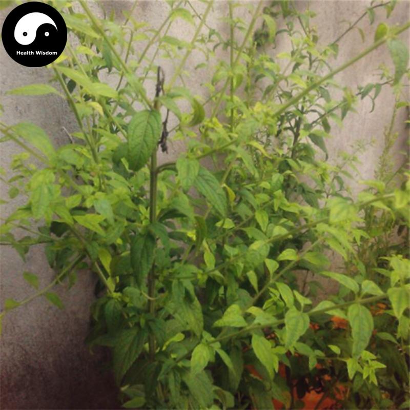 Da Ye She Zong Guan 大叶蛇总管, Herba Isodon Neruosurs, Shan Bo He, Lan Hua Chai Hu-Health Wisdom™