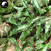 Da Ye Shi Wei 大叶石韋, Herba Colysidis Henryi, Henry’s Colysis Herb-Health Wisdom™