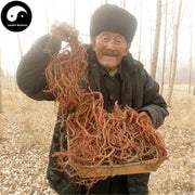 Dan Shen 丹參, Radix Salviae Miltiorrhizae, Salviae Miltiorrhizae Root-Health Wisdom™
