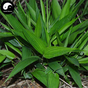 Dan Zhu Ye 淡竹葉, Bamboo Leaf Tea, Herba Lophatheri, Zhu Ye, Common Lophatherum Herb-Health Wisdom™