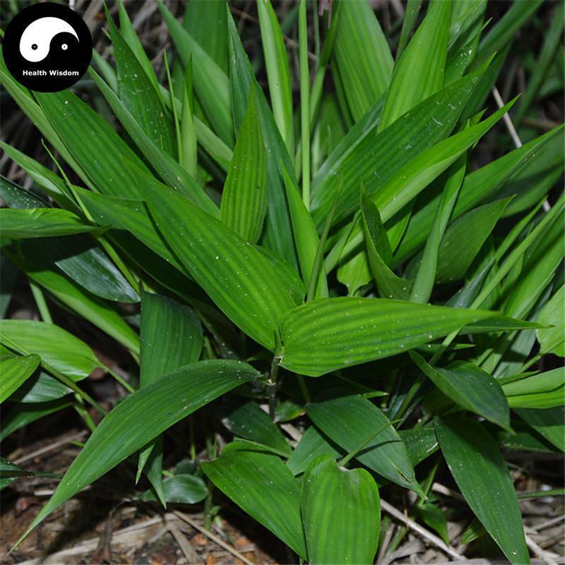 Dan Zhu Ye 淡竹葉, Bamboo Leaf Tea, Herba Lophatheri, Zhu Ye, Common Lophatherum Herb-Health Wisdom™