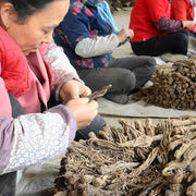 Dang Gui Ge 當歸个, Whole Radix Angelicae Sinensis Roots, Chinese Herb Angelica, Dong Quai 当归-Health Wisdom™