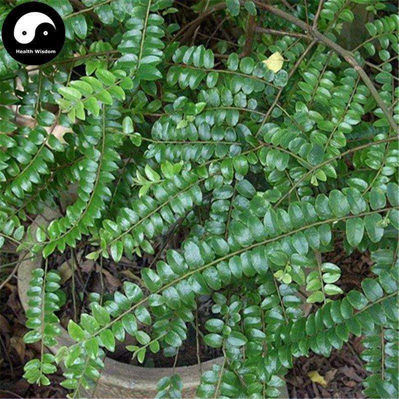 Dang Gui Teng 当归藤, Radix Embelia Parviflora, Embelia Root, Da Li Wang-Health Wisdom™