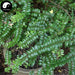 Dang Gui Teng 当归藤, Radix Embelia Parviflora, Embelia Root, Da Li Wang-Health Wisdom™
