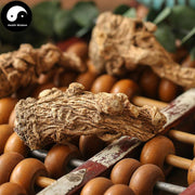 Dang Gui Tou 當歸头, Radix Angelicae Sinensis Head, Chinese Angelica, Dong Quai-Health Wisdom™