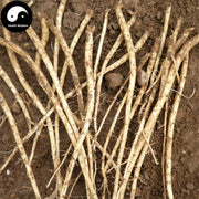 Dang Shen 黨參, Radix Codonopsis, Pilose Asiabell Root, Tangshen Root-Health Wisdom™