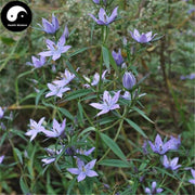 Dang Yao 當藥, Herba Swertiae, False Chinese Swertia Herb, Di Ge Da, Zhang Ya Cai-Health Wisdom™