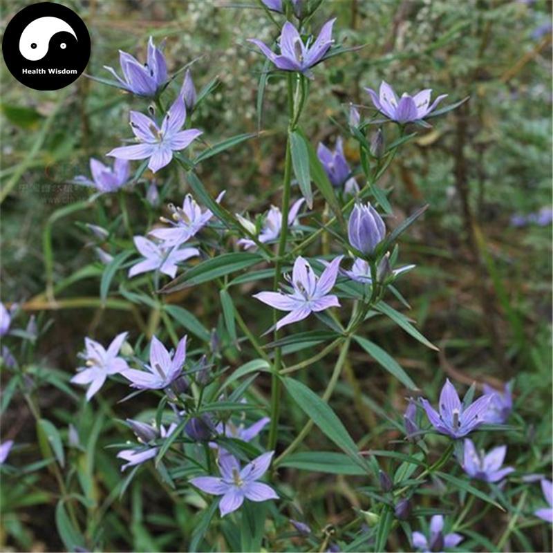 Dang Yao 當藥, Herba Swertiae, False Chinese Swertia Herb, Di Ge Da, Zhang Ya Cai-Health Wisdom™