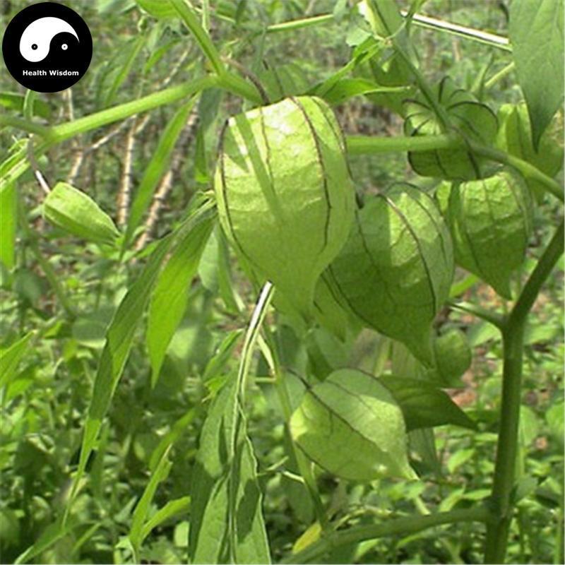 Deng Long Cao 燈籠草, Peruvian Groundcherry Herb, Herba Physalis Peruvianae-Health Wisdom™