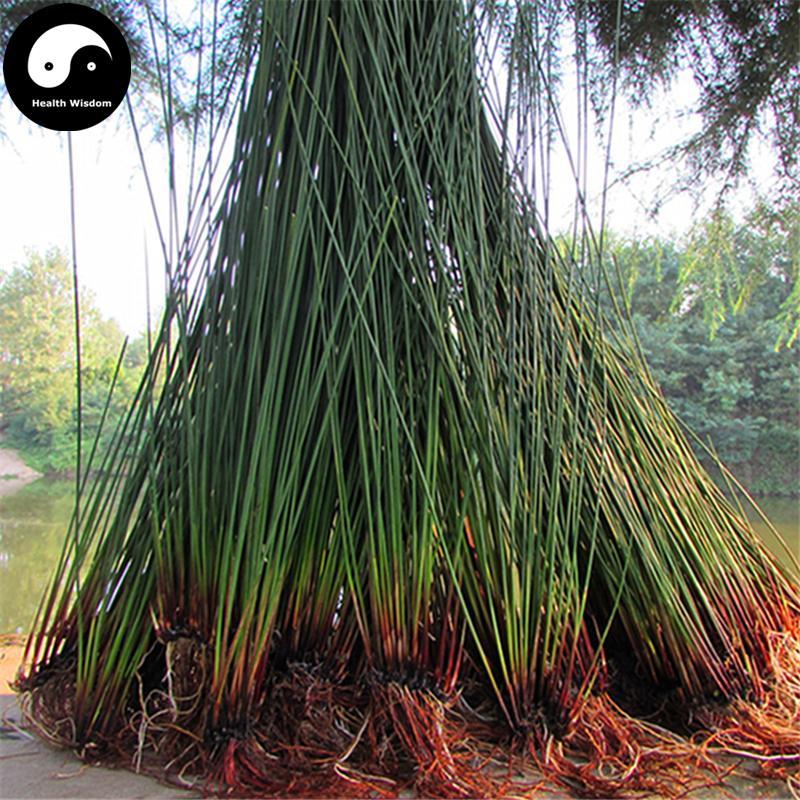 Deng Xin Cao 灯芯草, Rush Pith, Junci Medulla, Medulla Junci-Health Wisdom™
