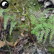 Di Bai Zhi 地柏枝, Herba Selaginellae Moellendorfii, Moellendorf's Spidemoss Herb, Jiang Nan Juan Bai-Health Wisdom™